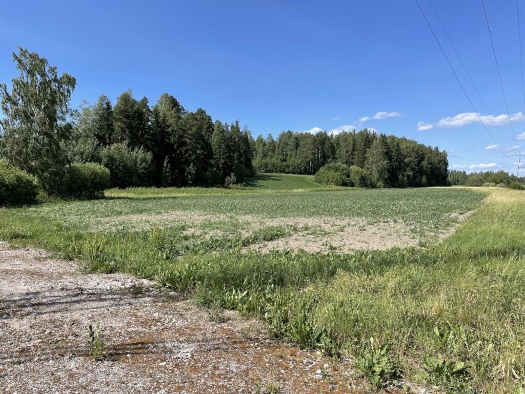 Etualalla pelto, joka nousee metsäsaarekkeiden väliin.