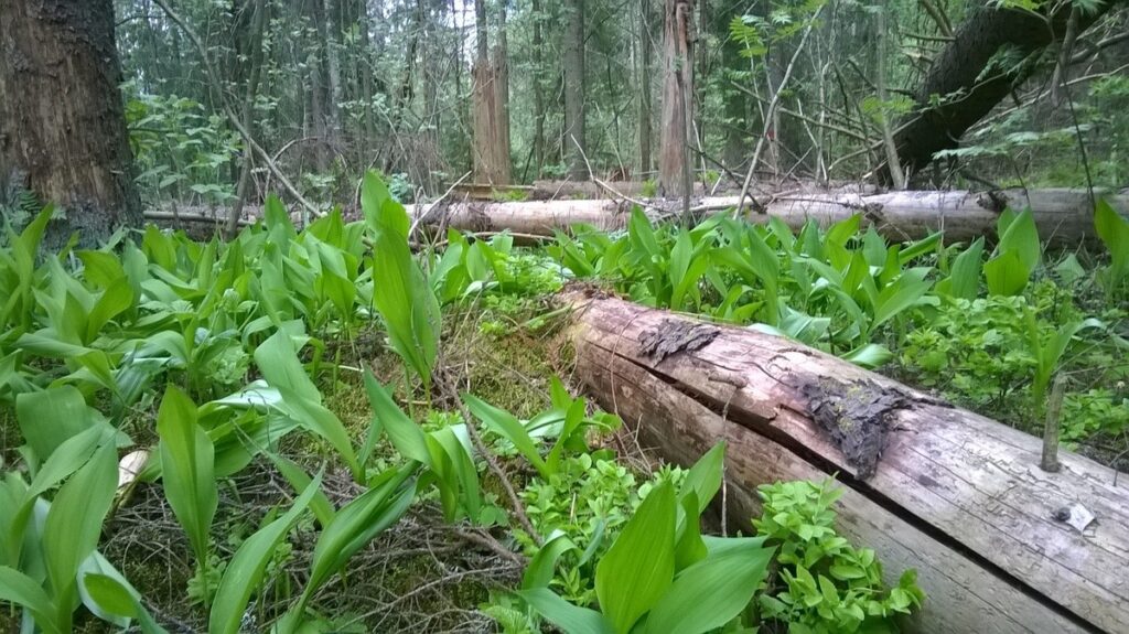 Kieloja Haukkavuorella.