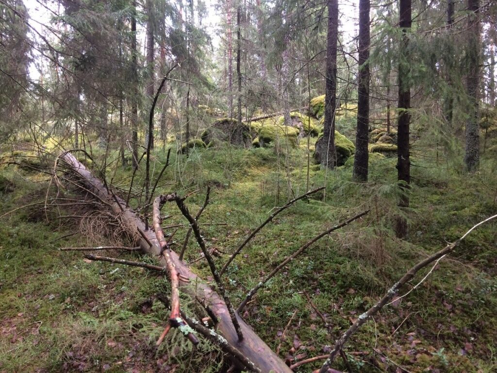 Jänisvuoren metsää, jossa on myös maalahopuita.