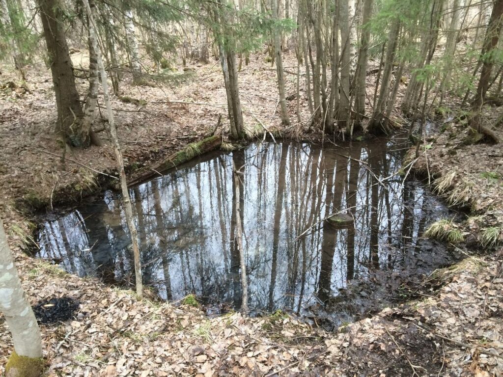Lähde metsän keskellä.