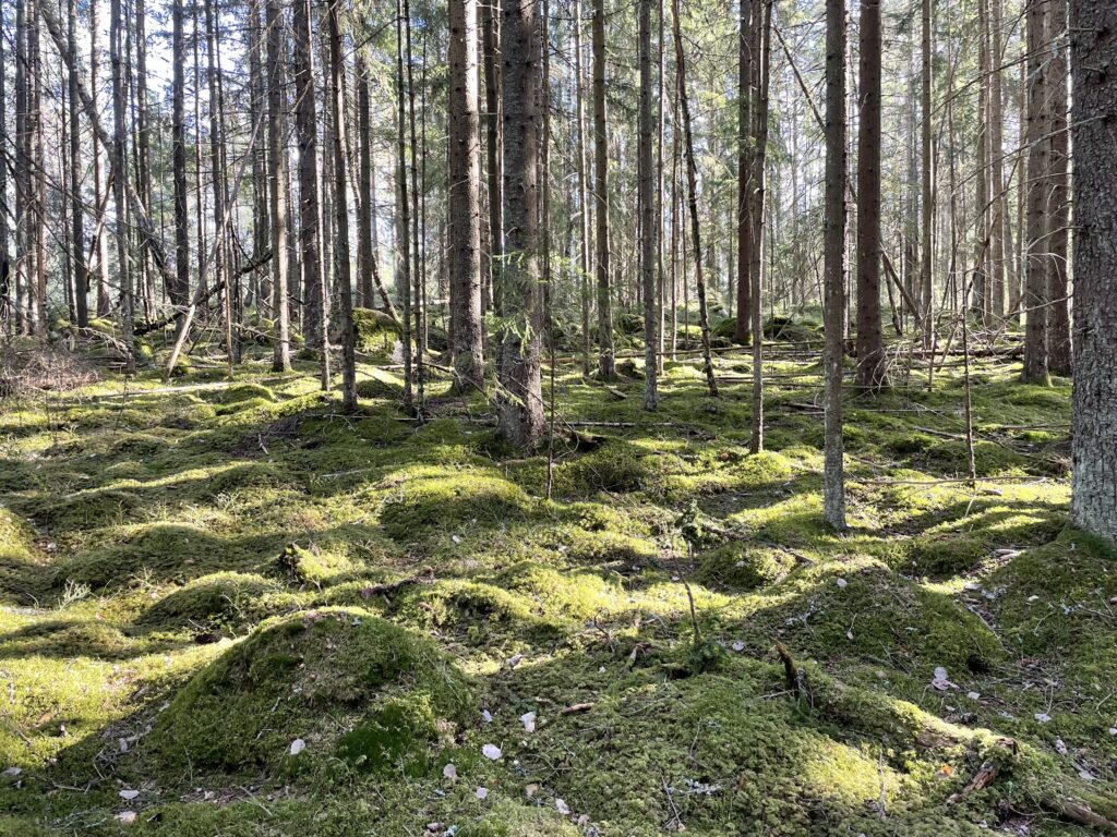 Nuori sammaleinen talousmetsä Jänisvuorella.