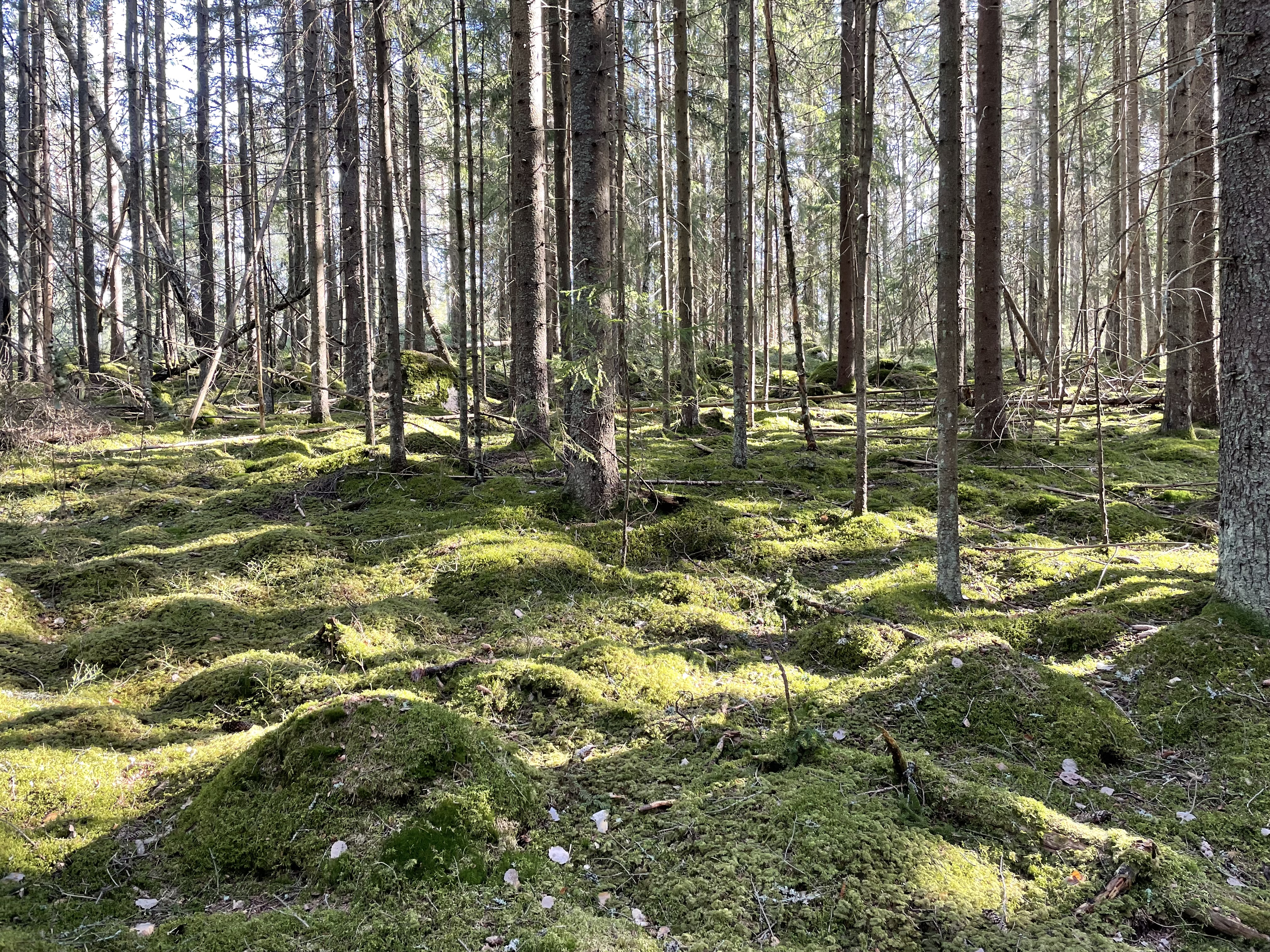 Nuori sammaleinen talousmetsä Jänisvuorella.