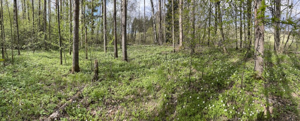 Salmelan lehto keväällä