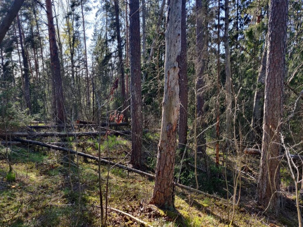 Lahopuustoista metsää Savionojan itärinteellä.