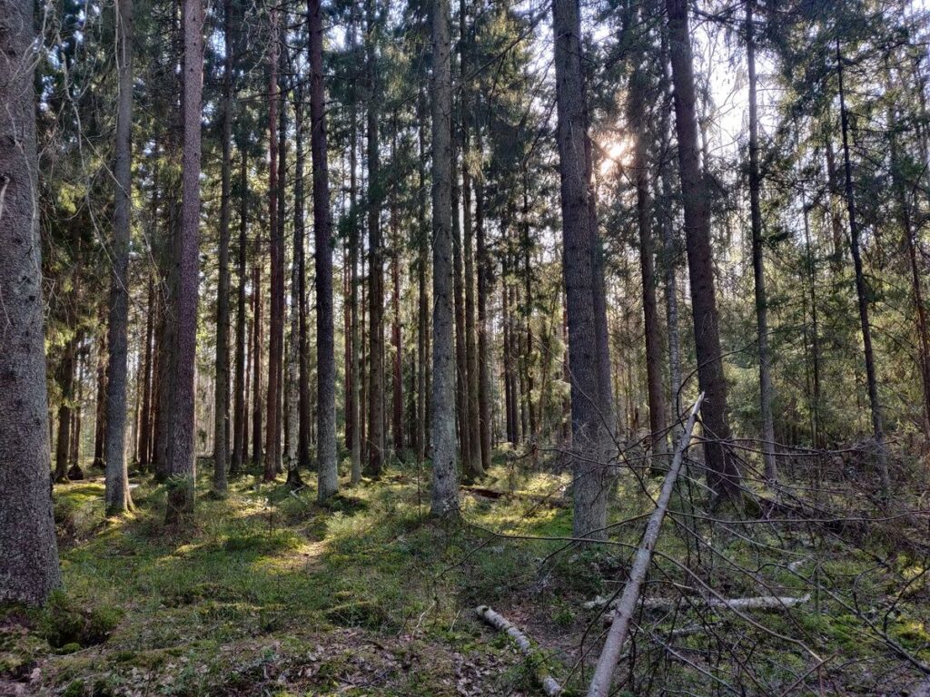 Kuusikkoa Savionselänteellä.