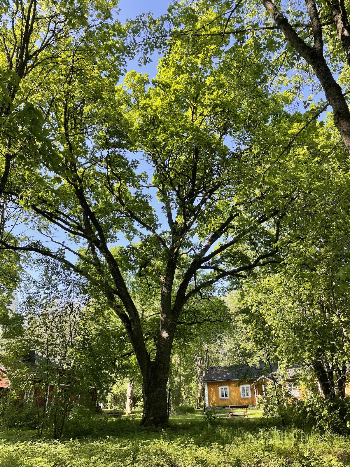 Heikkilänmäki, tammi. Kuvaaja Pekka Hällström.