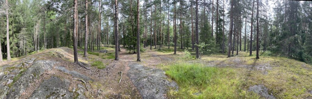 Skogsterin metsä. Kuvaaja Pekka Hellström.