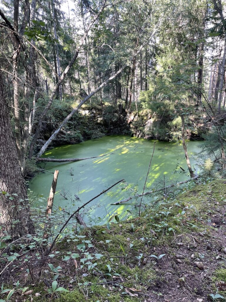 Louhosmonttu metsän keskellä täynnä vettä ja vihreän pintäkasvillisuuden peittämänä. Paikassa Kalkberg.