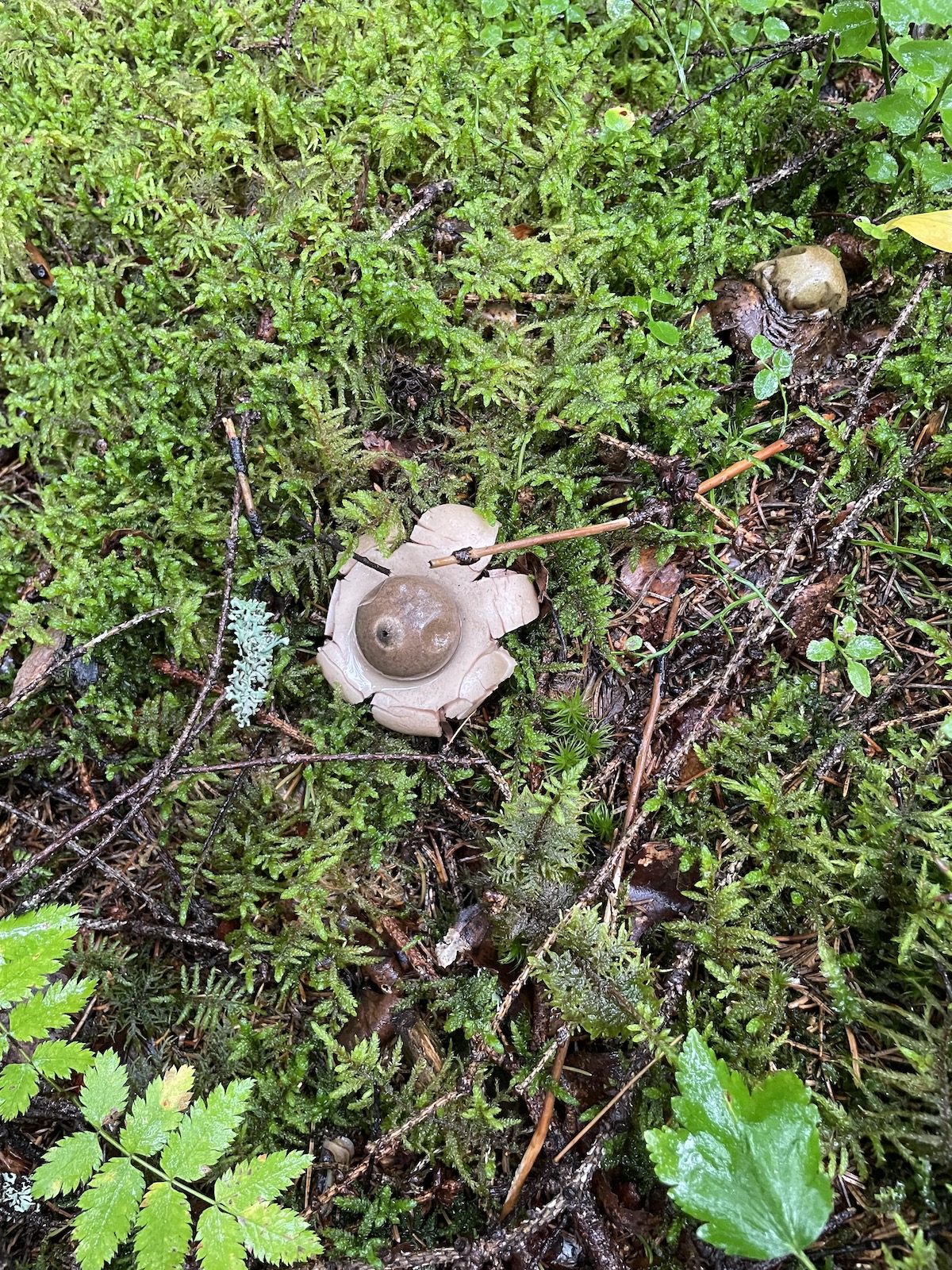 Kuva maatähdestä.