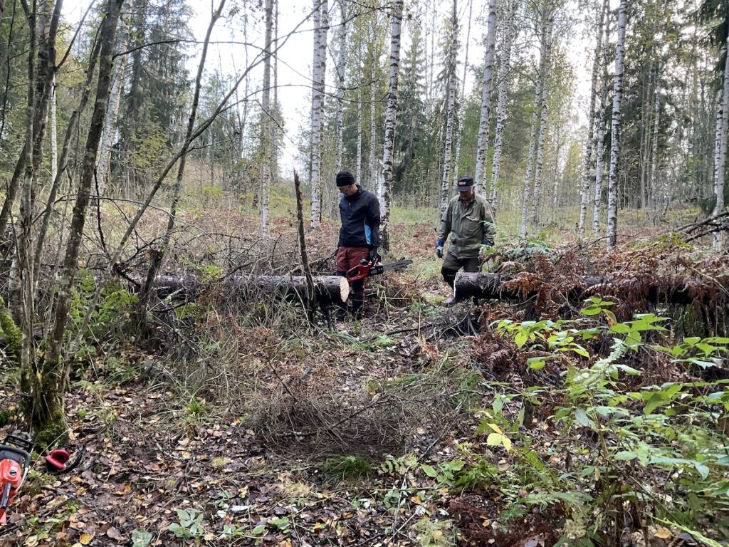 Kulkureitin raivausta Kytömaan lähteelle.