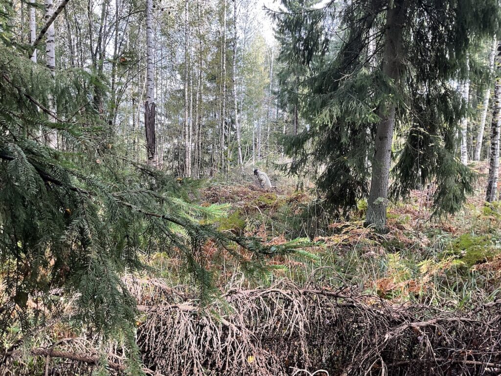 Reitin raivausta Kytömaan lähteelle.