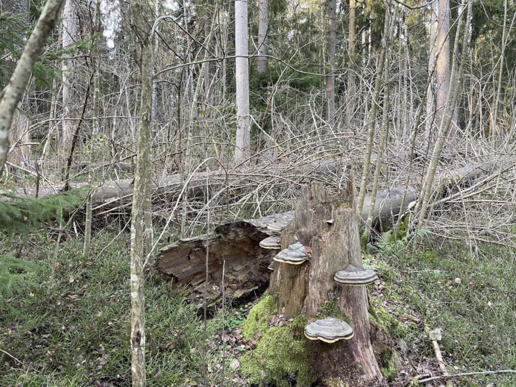 Lahopuuta Eteläisessä jokilaaksossa