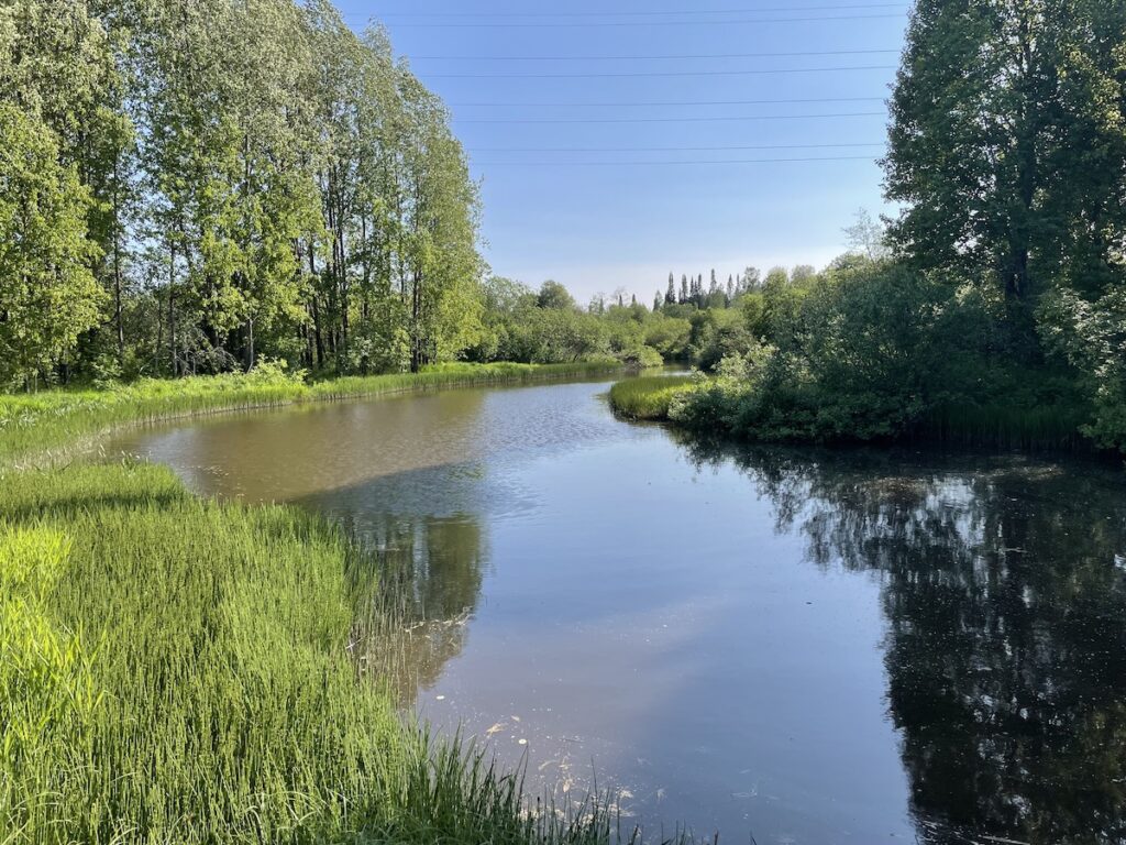 Keravanjoen kosteikkopoukama. Kuvannut Pekka Hellström.