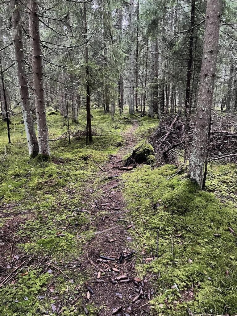 Polku Koillis-Kytömaan metsässä