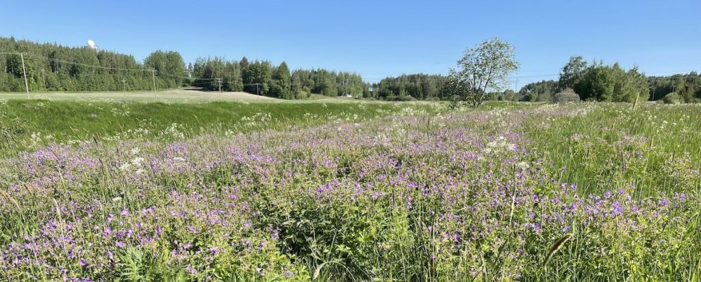 Jokilaakson niitty. Kuvaaja Pekka Hellstr&ouml;m.