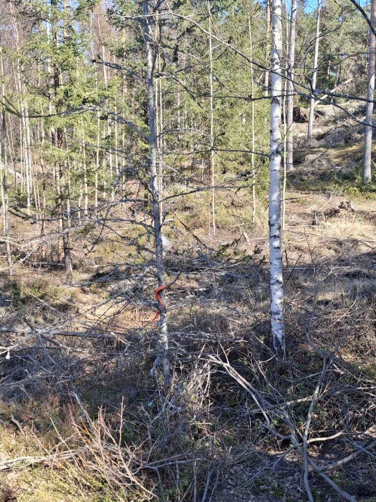 Käärmekuusi hakkuualueella Kustavissa.