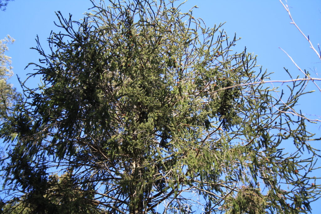 Ollilan käärmekuusi