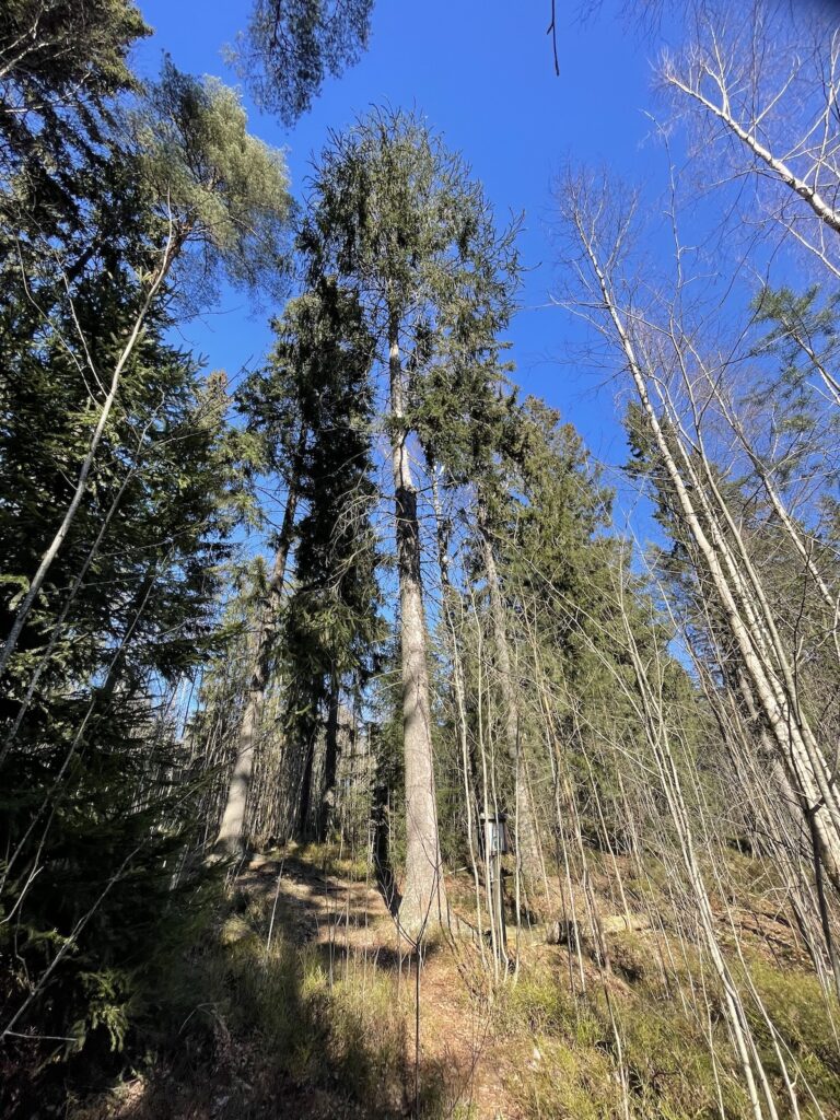 Käärmekuusi kohoaa ylpeänä sekametsässä.