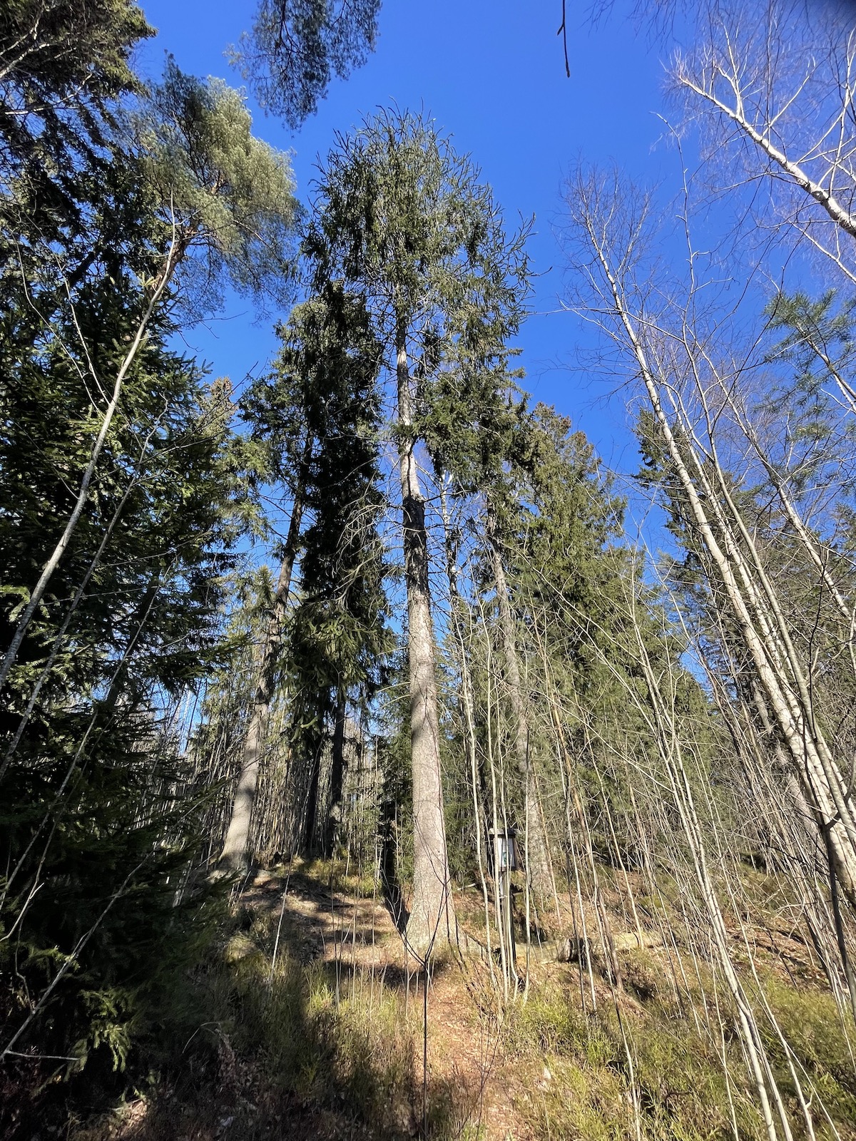 Käärmekuusi kohoaa ylpeänä sekametsässä.