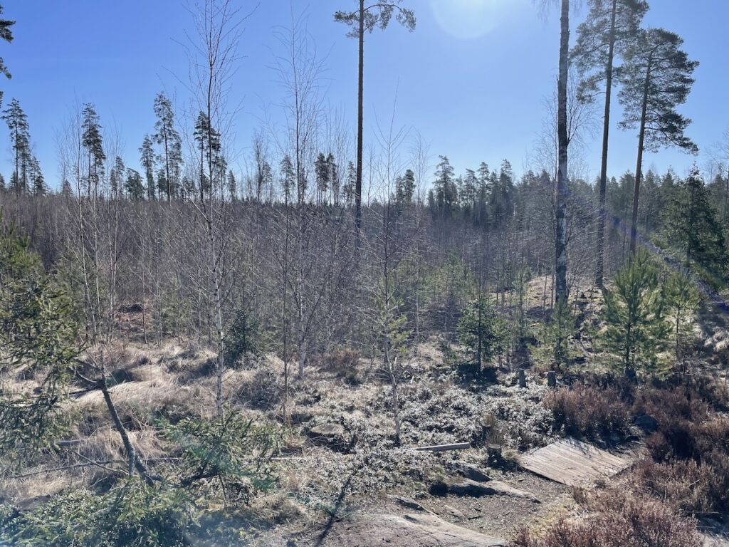 Hakkuu aukea, jossa kasvaa nuoria puita auringossa.