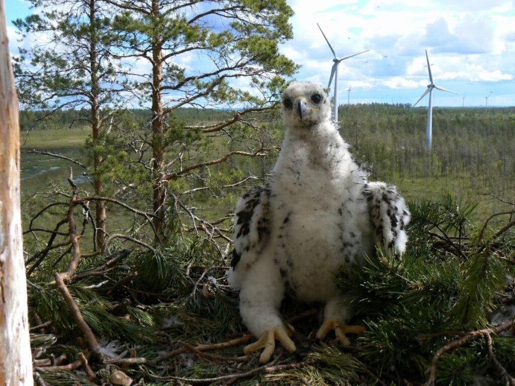 Kotkanpoikanen pes&auml;ss&auml;. Kuvaaja Pekka Hellstr&ouml;m. Tuulimyllyj&auml; taustalla. Lis&auml;tty teko&auml;lyll&auml;.