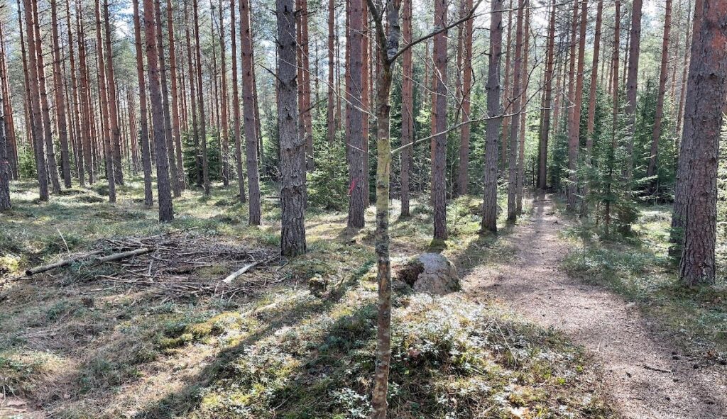 Talousmetsää. Nuoria mäntyjä auringossa.