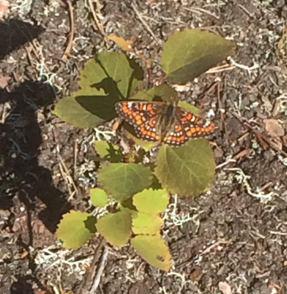 Verkkoperhonen puun taimen lehdellä.