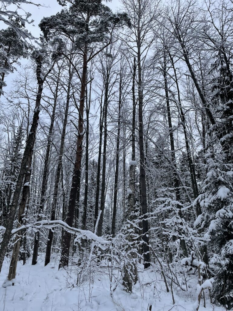 Metsälehmus