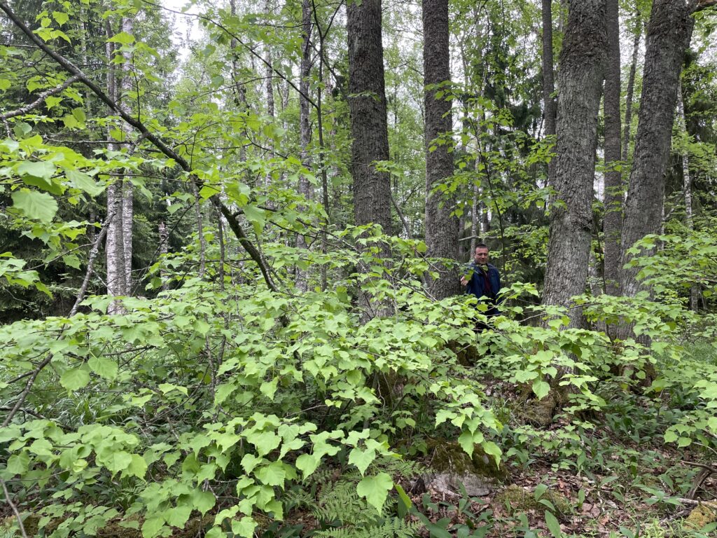 Rehevää lehtokasvillisuutta