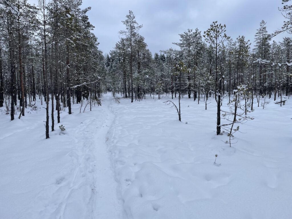 Talvinen polku