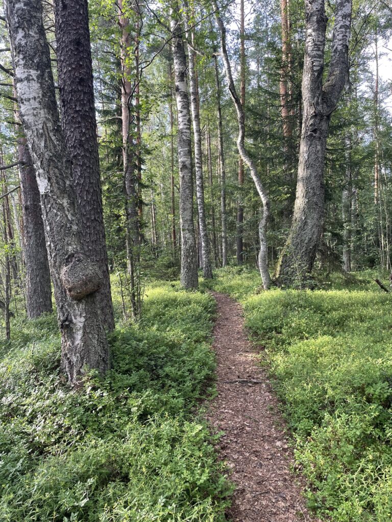 Metsäpolku