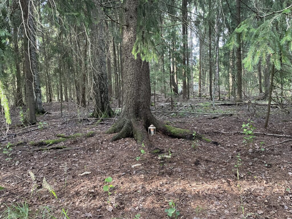 Pikkusieppometsä