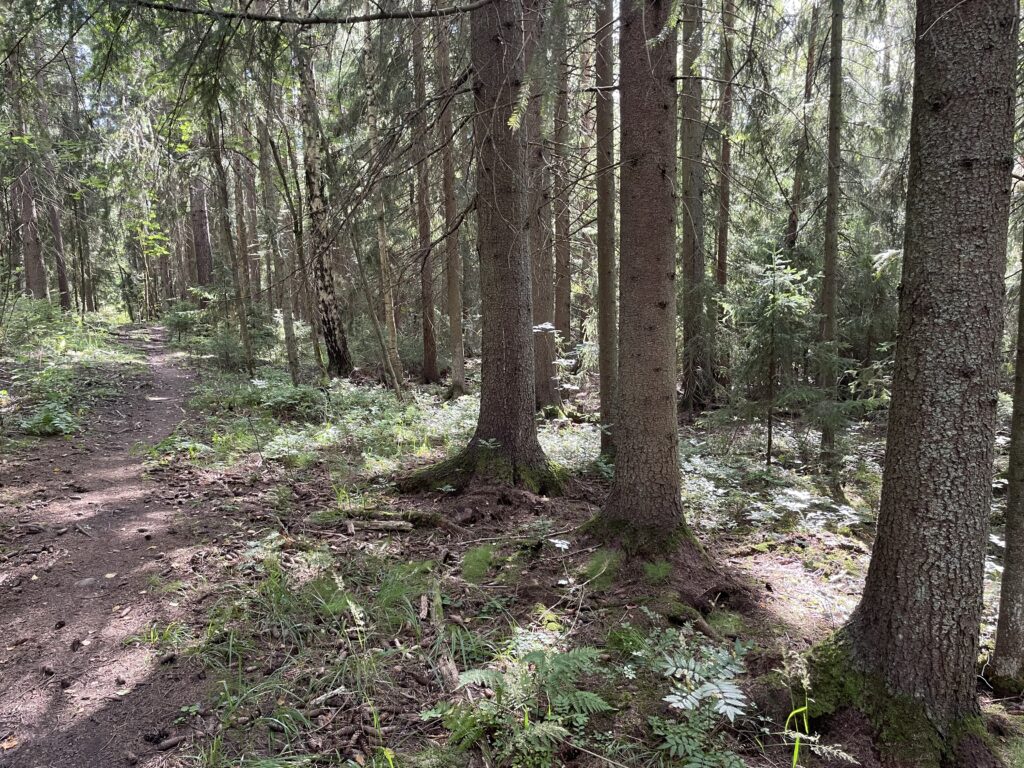 Kuusikko ja polku