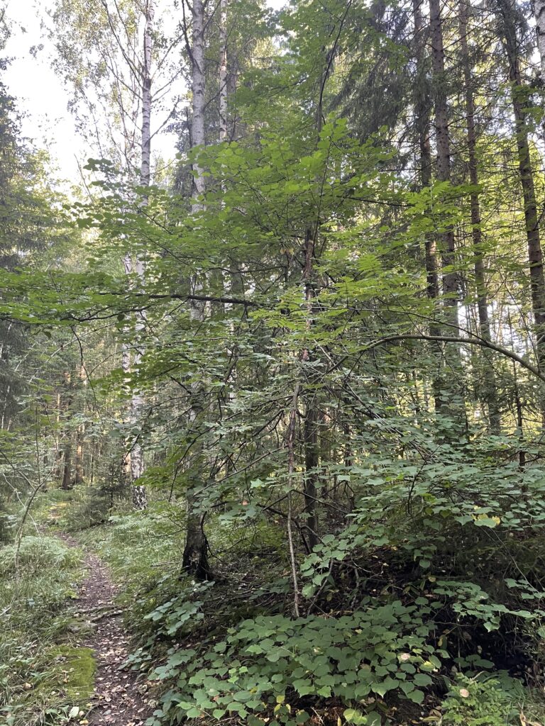 Metsälehmus