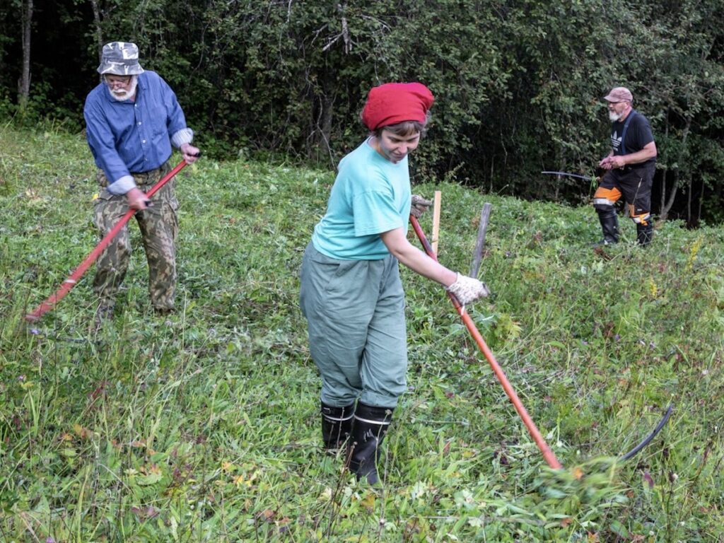 Jalajanvaaran niityn niitto. Kuva Kari Antikainen