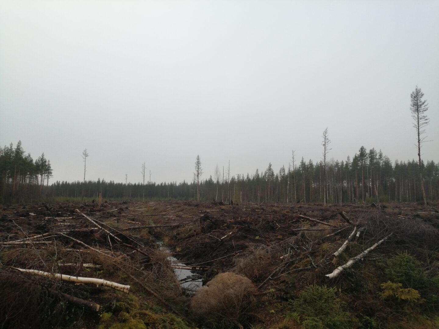 Hakkuuaukko