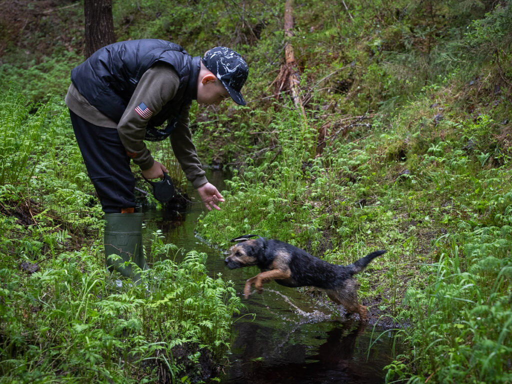 Koira ylittämässä puroa