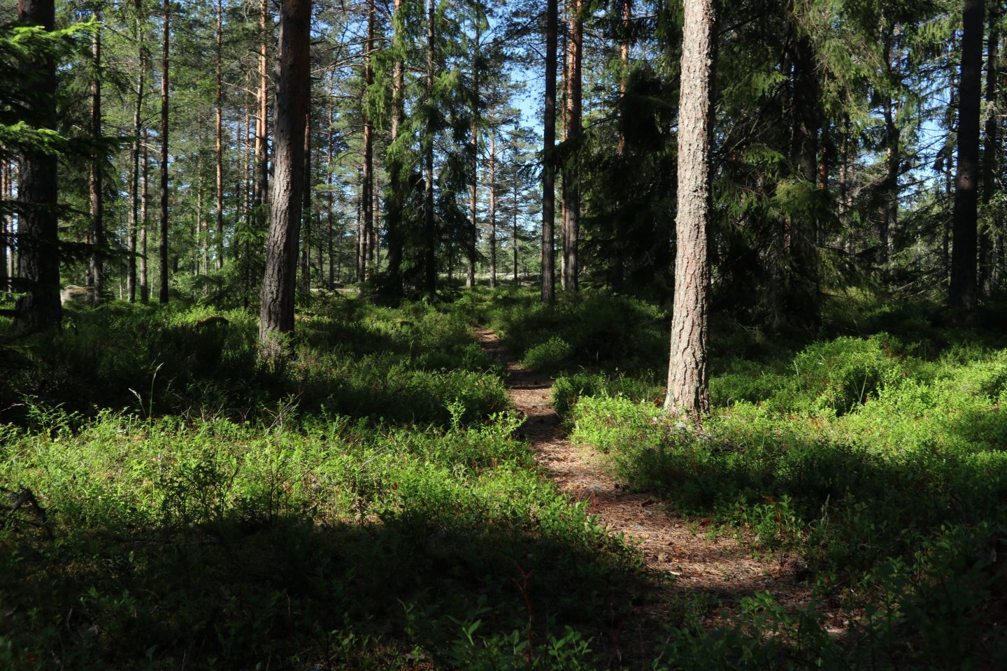 Polku Pahamäessä aurinkoisena kesäpäivänä.