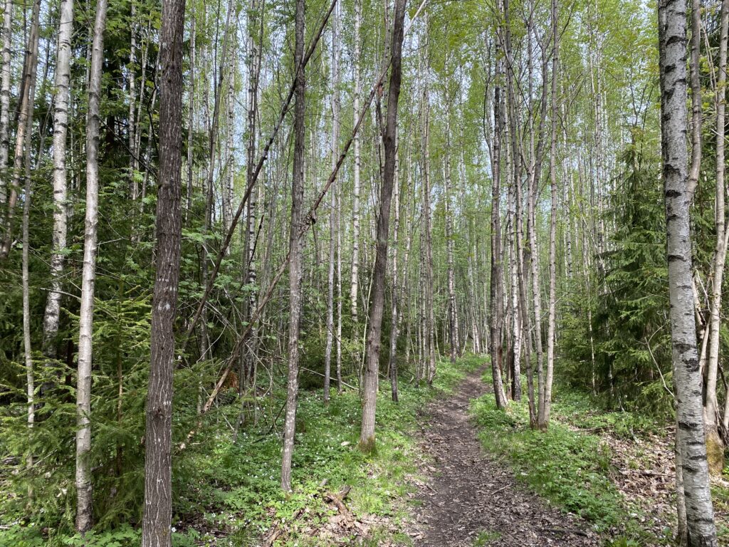 Toimenpideohjelman mukainen harvennus vähentäisi metsän tuntua ja melun vaimennusta. Siitä kärisivivät myös uhanalaiset pyyt ja lahokaviosammaleet. Kuva: Laura Räsänen