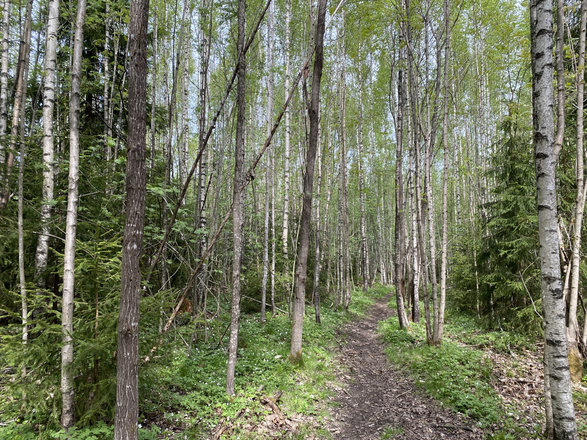 Toimenpideohjelman mukainen harvennus vähentäisi metsän tuntua ja melun vaimennusta. Siitä kärisivivät myös uhanalaiset pyyt ja lahokaviosammaleet. Kuva: Laura Räsänen