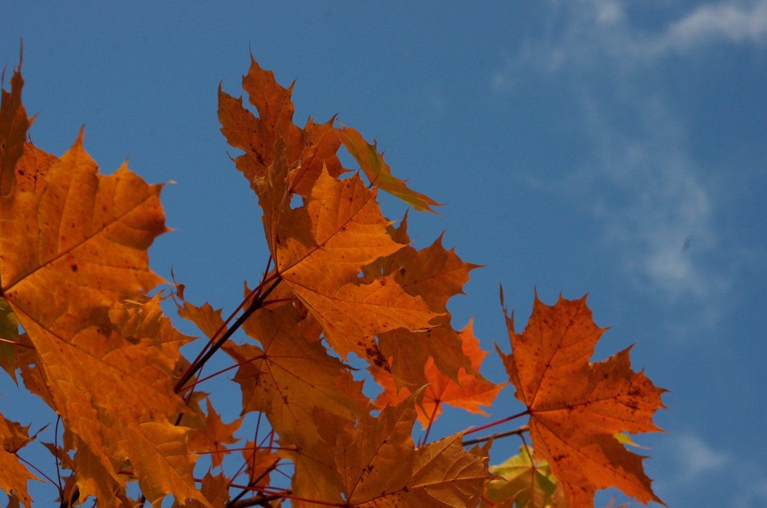Syksyiset vaahteranlehdet