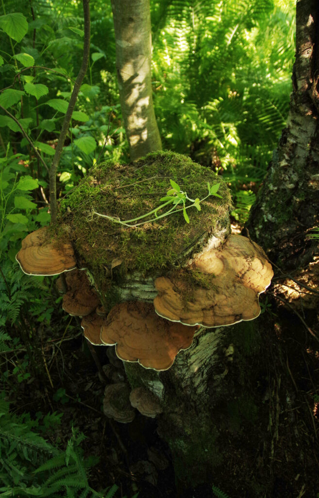 jättipalsamin taimi
