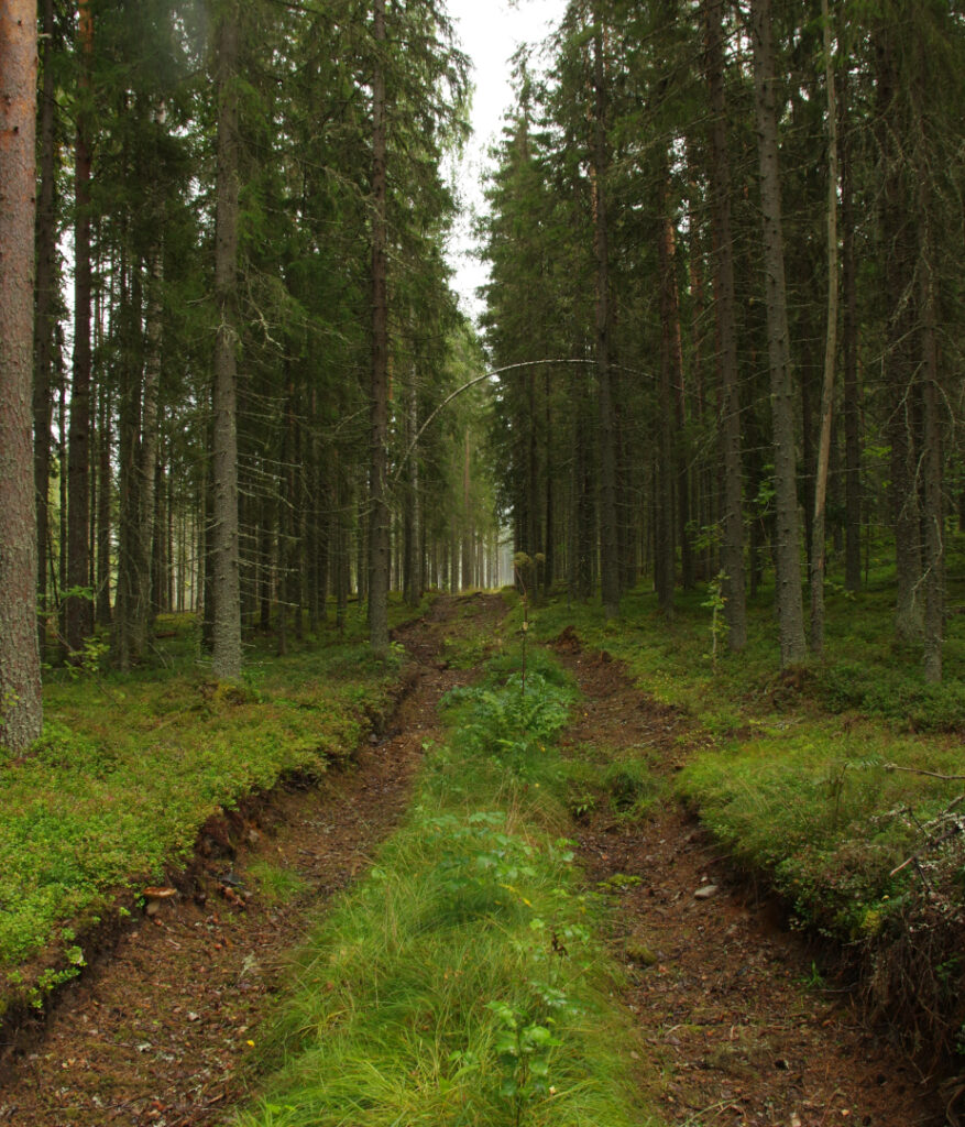 Ajoura l&auml;pi vanhan mets&auml;n