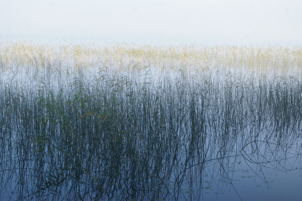 järviruoko