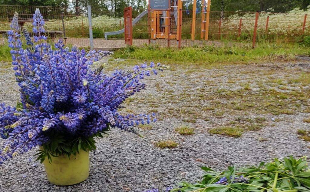 Lupiineita ämpärissä leikkikentän edessä.