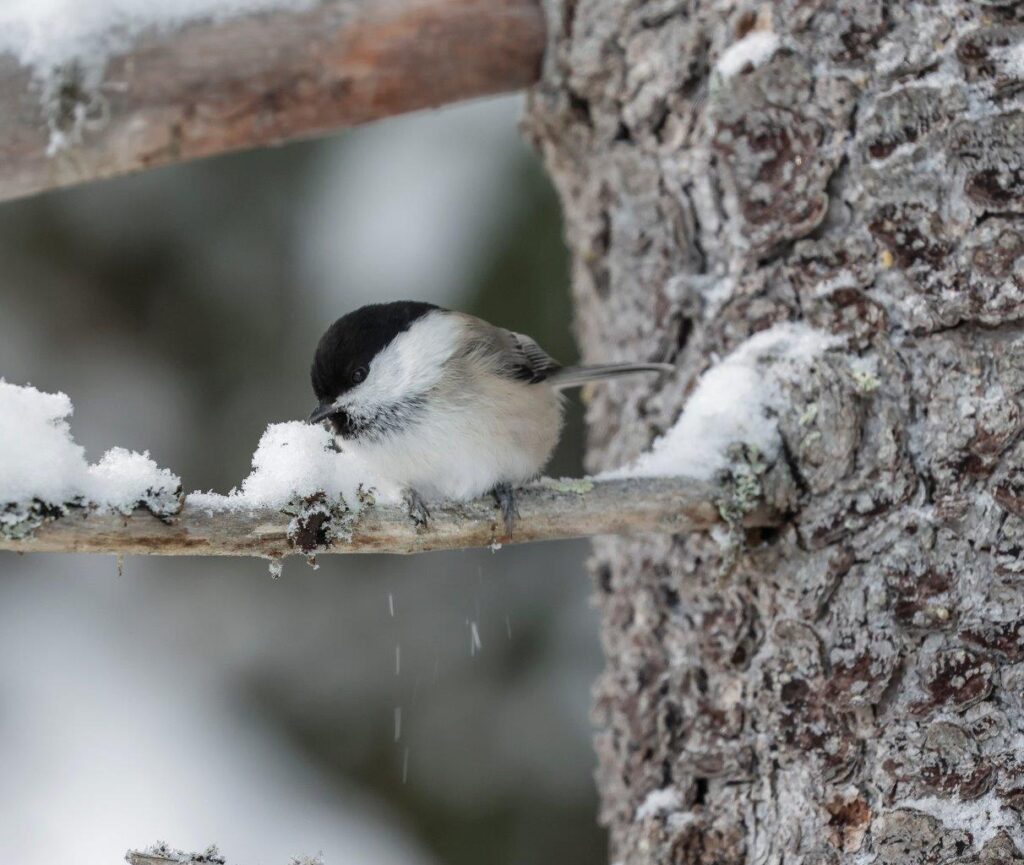 Lähikuvassa hömötiainen lumisella kuorettomalla oksalla.