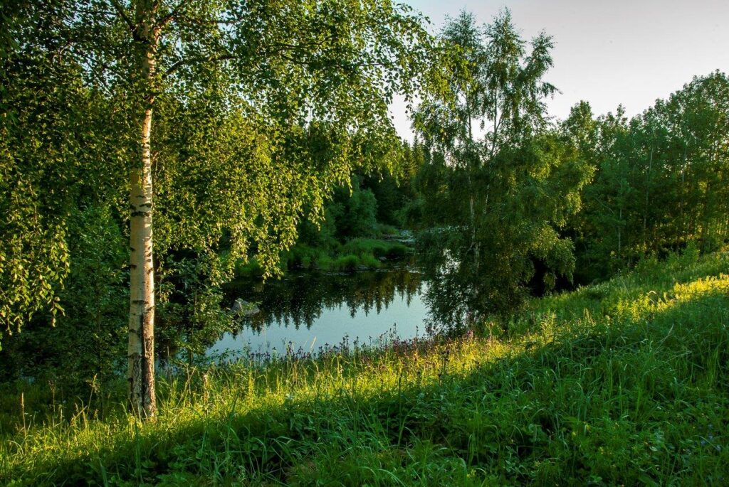 Jokiuoma metsän reunassa kesällä joen rannalta kuvattuna.