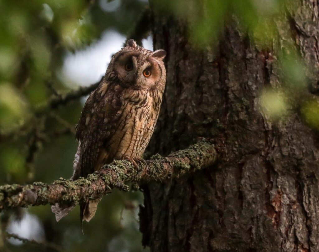 Sarvip&ouml;ll&ouml; istuu oksalla rungon l&auml;hell&auml; niin sanotut sarvet pystytss&auml; olemus hieman kenossa oikealle.