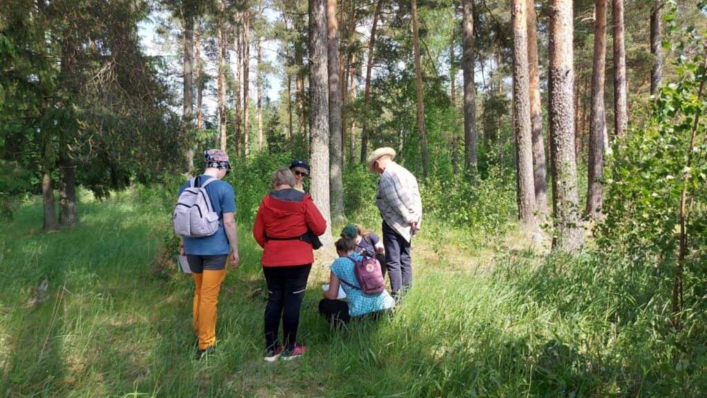 Kookkoita mäntyjä kasvavassa vanhassa haassa kuusi henkilöä tutustumassa paikalla nykyään kasvaviin kasveihin.