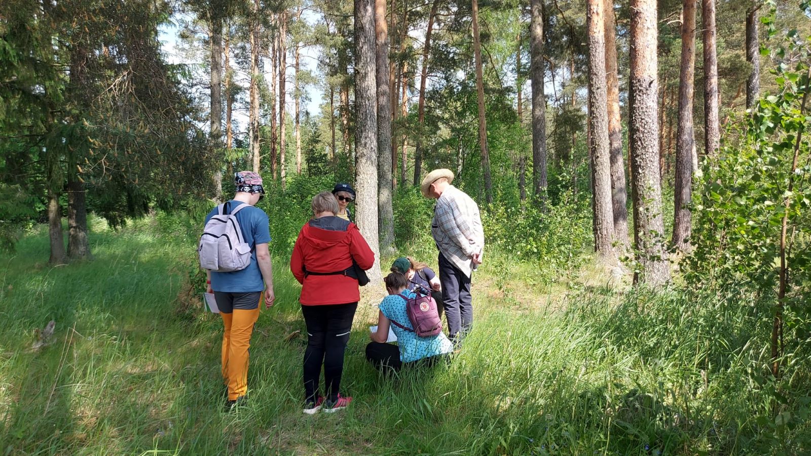 Kookkoita mäntyjä kasvavassa vanhassa haassa kuusi henkilöä tutustumassa paikalla nykyään kasvaviin kasveihin.